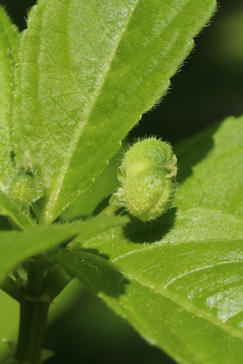 Изображение особи Mercurialis perennis.