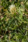 Trifolium canescens. Верхушка цветущего растения. Кабардино-Балкария, Эльбрусский р-н, оз. Донгуз-Орун, ≈ 2550 м н.у.м., травянистый склон. 23.08.2023.