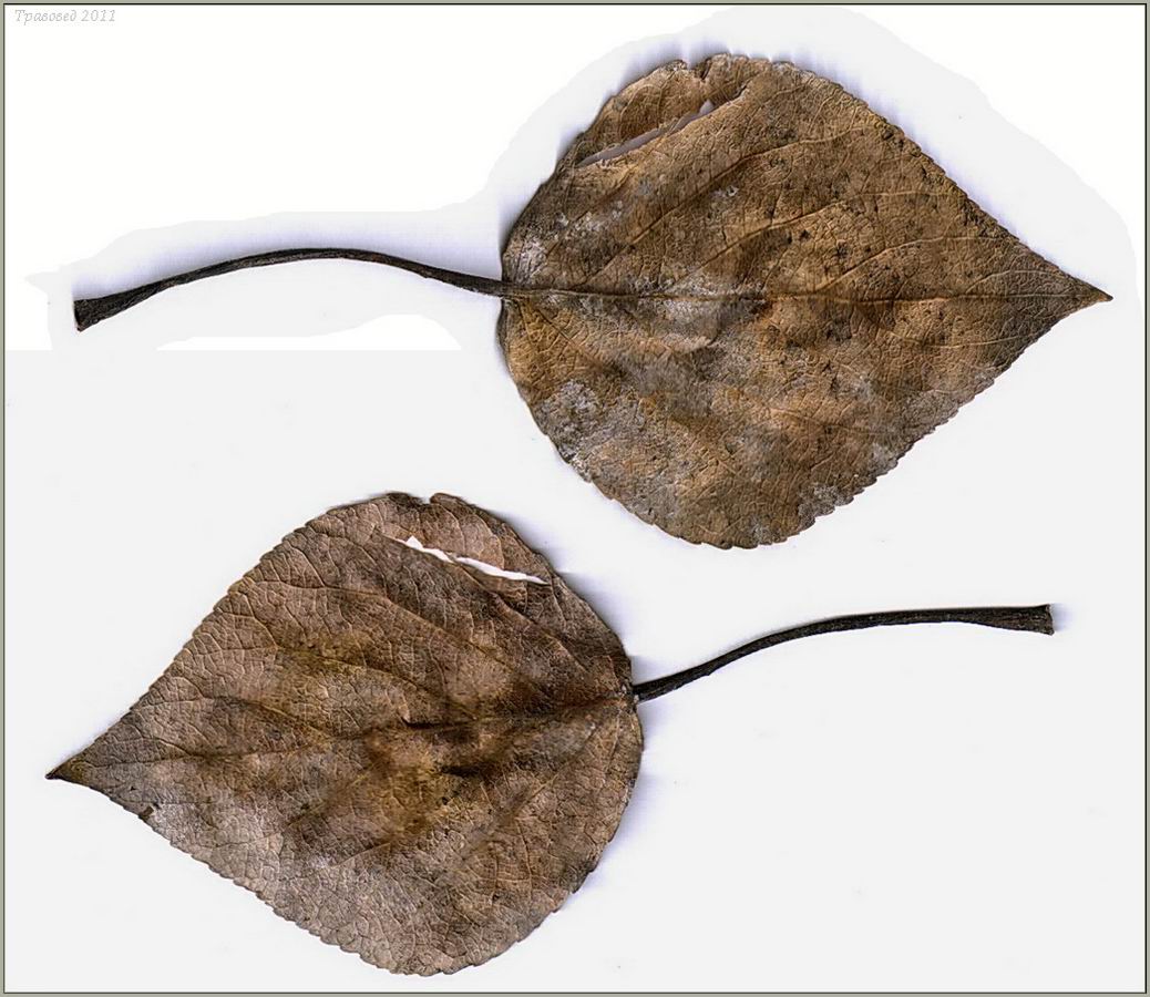 Image of Populus balsamifera specimen.