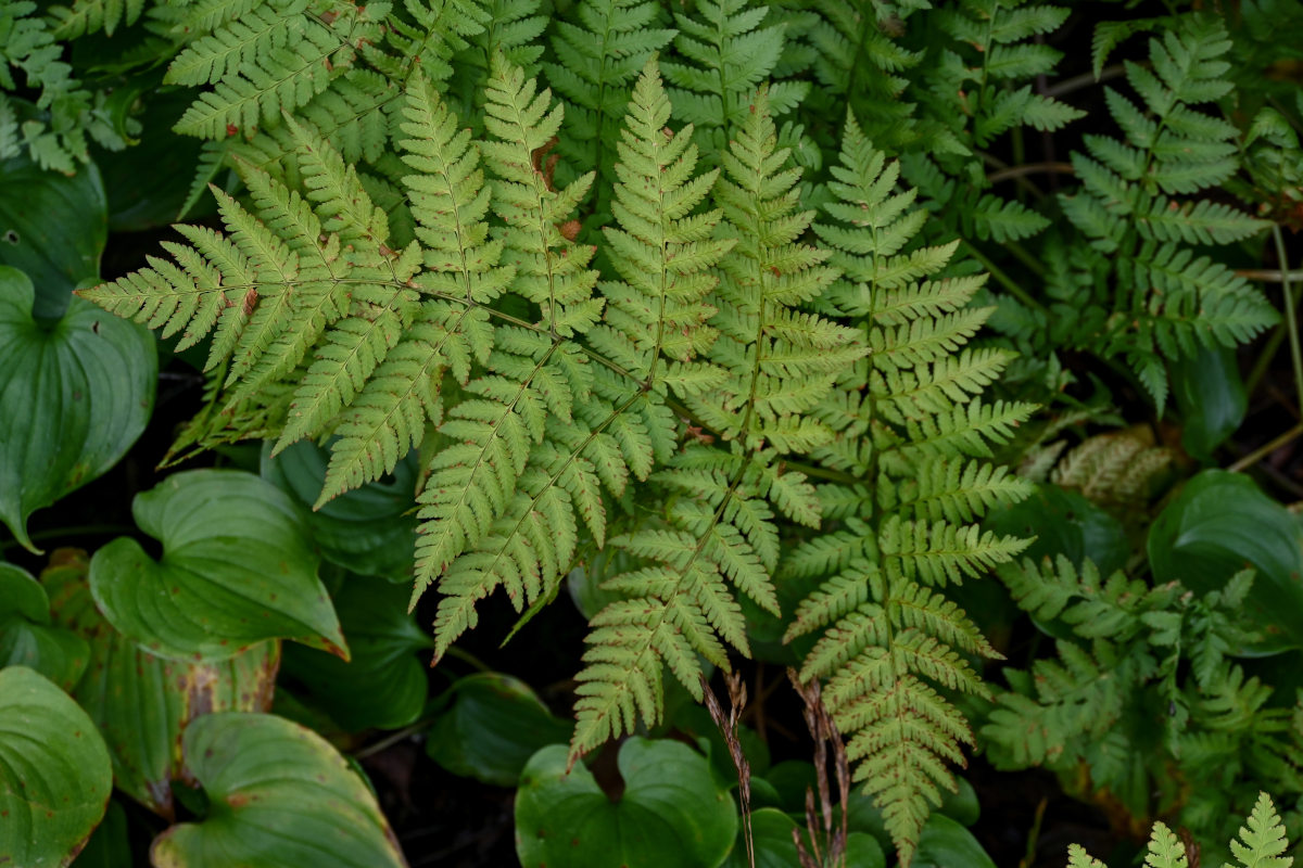 Image of Dryopteris expansa specimen.