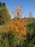 Populus tremula