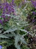 Cirsium argillosum. Верхушка цветущего растения (вокруг видны соцветия Salvia verticillata). Чечня, Веденский р-н, с. Хой, ≈ 1800 м н.у.м., луговой склон. 25.07.2022.