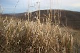 Brachypodium rupestre. Листья в осенней окраске и основания генеративных побегов плодоносящего растения. Краснодарский край, м/о г. Новороссийск, вершина 429, остепнённый луг. 11.11.2023.