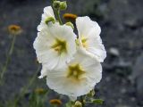 Alcea nudiflora