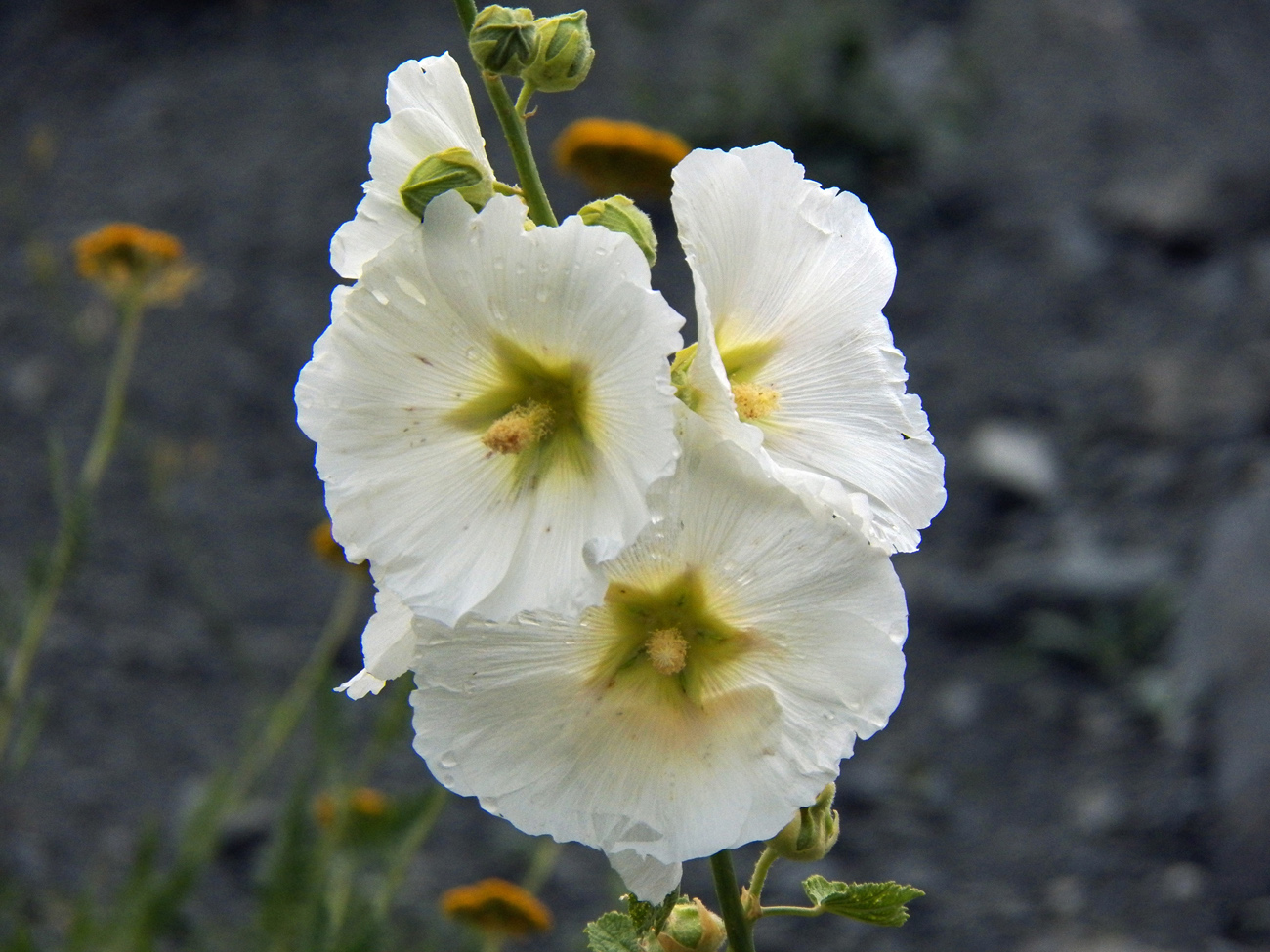 Изображение особи Alcea nudiflora.