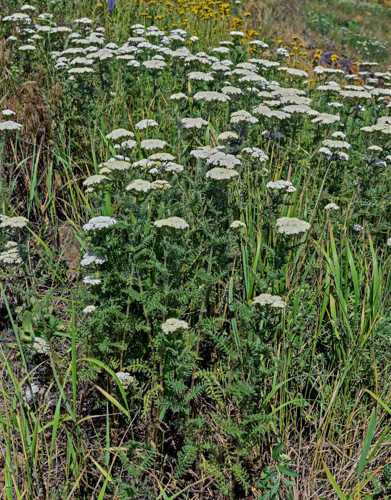 Image of Achillea nobilis specimen.