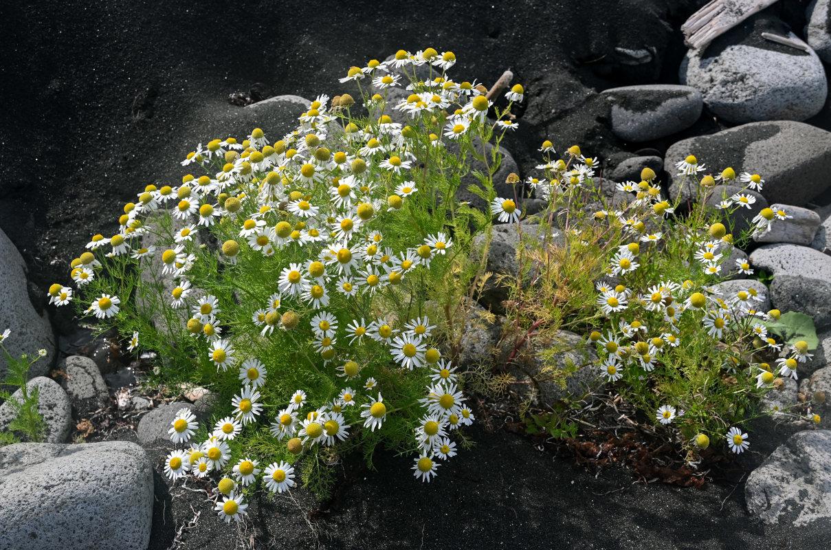 Image of Tripleurospermum tetragonospermum specimen.