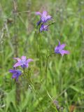 Campanula patula. Верхняя часть соцветия. Ульяновская обл., Новомалыклинский р-н, окр. с. Стар. Бесовка, пойма р. Б. Черемшан, местами заболоченный, заросший ивняком луг. 28.05.2023.