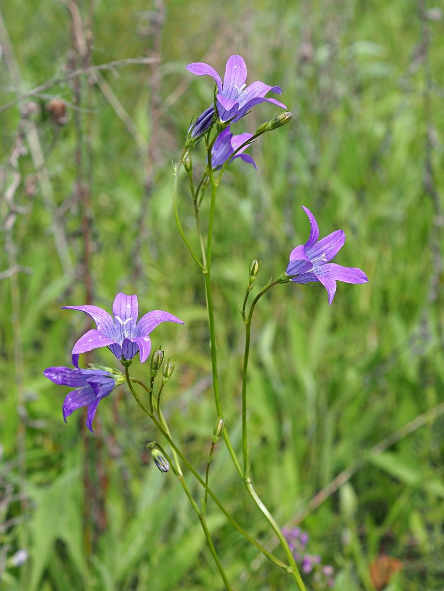 Image of Campanula patula specimen.