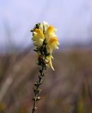 Linaria acutiloba. Верхушка цветущего растения. Новосибирская обл., Ордынский р-н, с. Новопичугово. Август 2009 г.