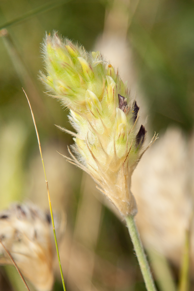 Изображение особи Astragalus lagurus.