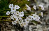 Gypsophila tenuifolia. Цветки. Ингушетия, Джейрахский р-н, перевал Цей-Лоам, ≈ 2200 м н.у.м., на скале. 24.07.2022.