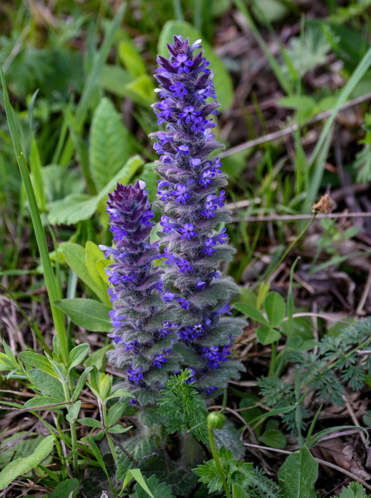 Image of Ajuga orientalis specimen.