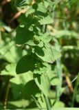 Hypericum maculatum