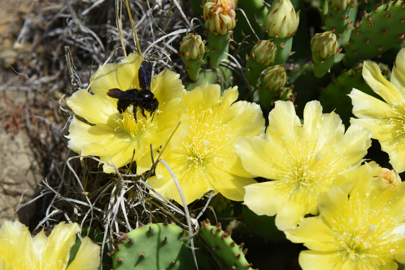 Image of Opuntia humifusa specimen.