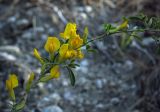 Chamaecytisus colchicus