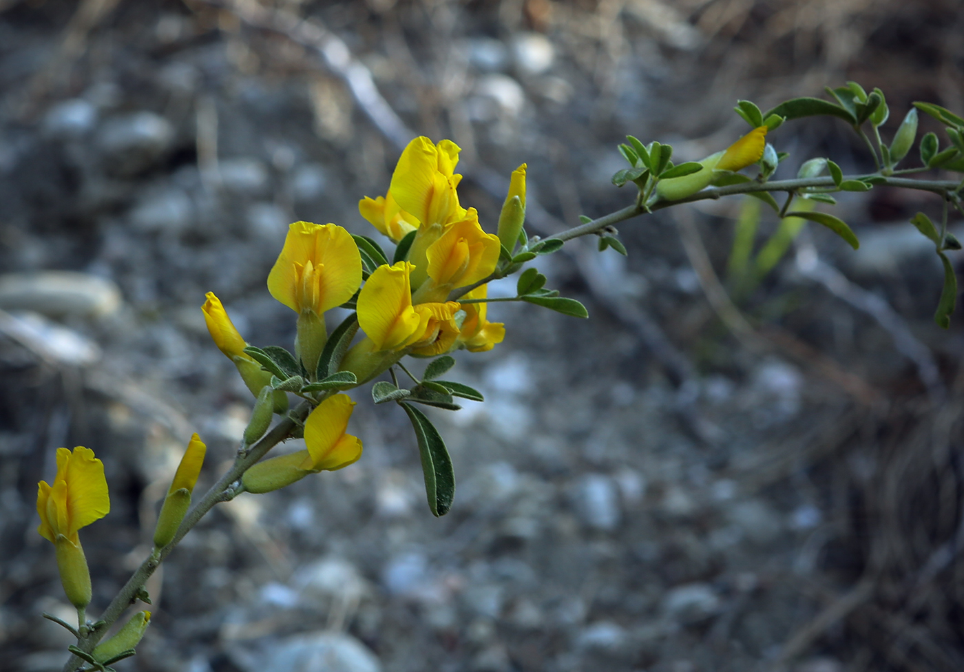 Image of Chamaecytisus colchicus specimen.