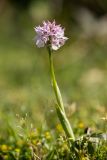 Neotinea tridentata