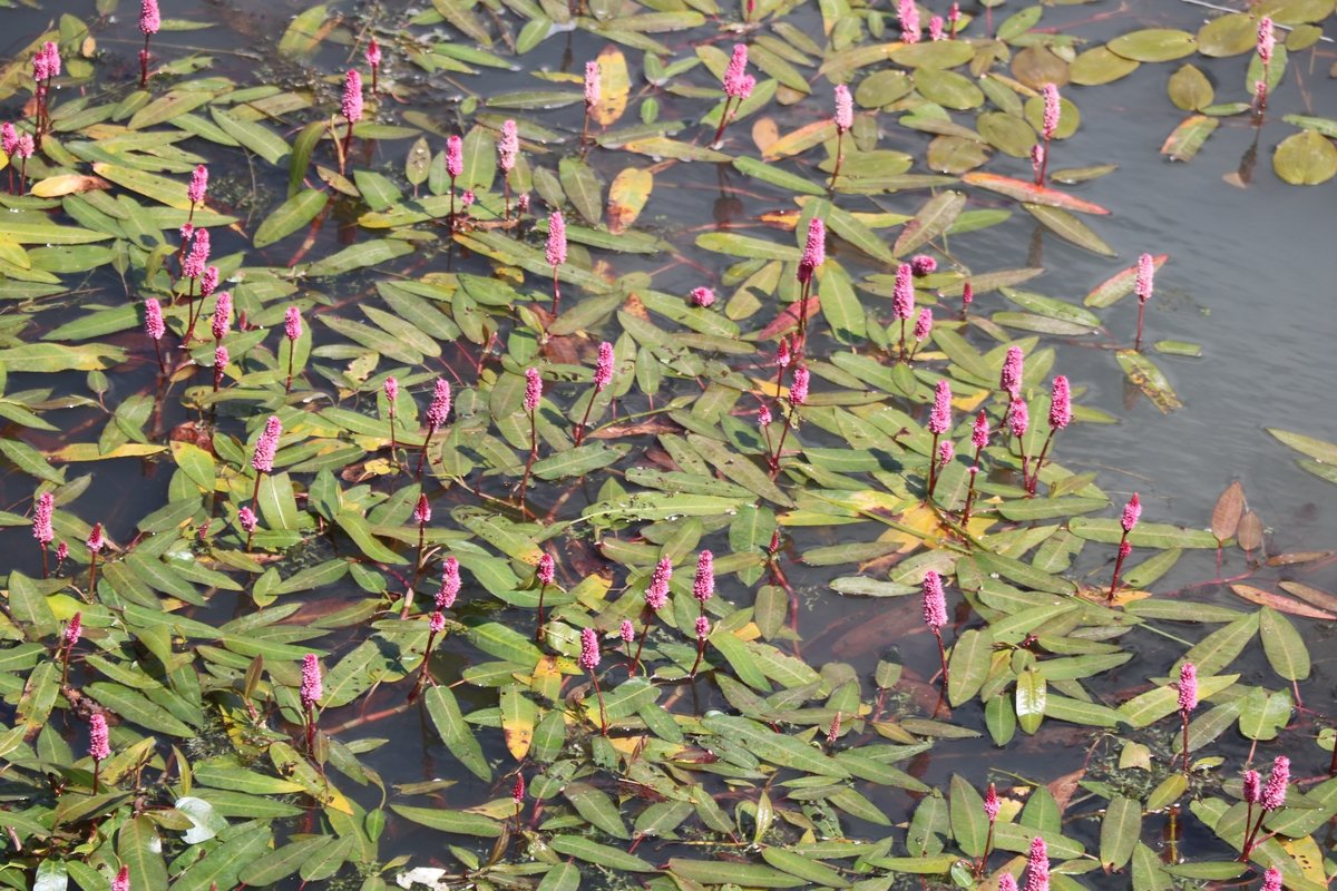 Image of Persicaria amphibia specimen.