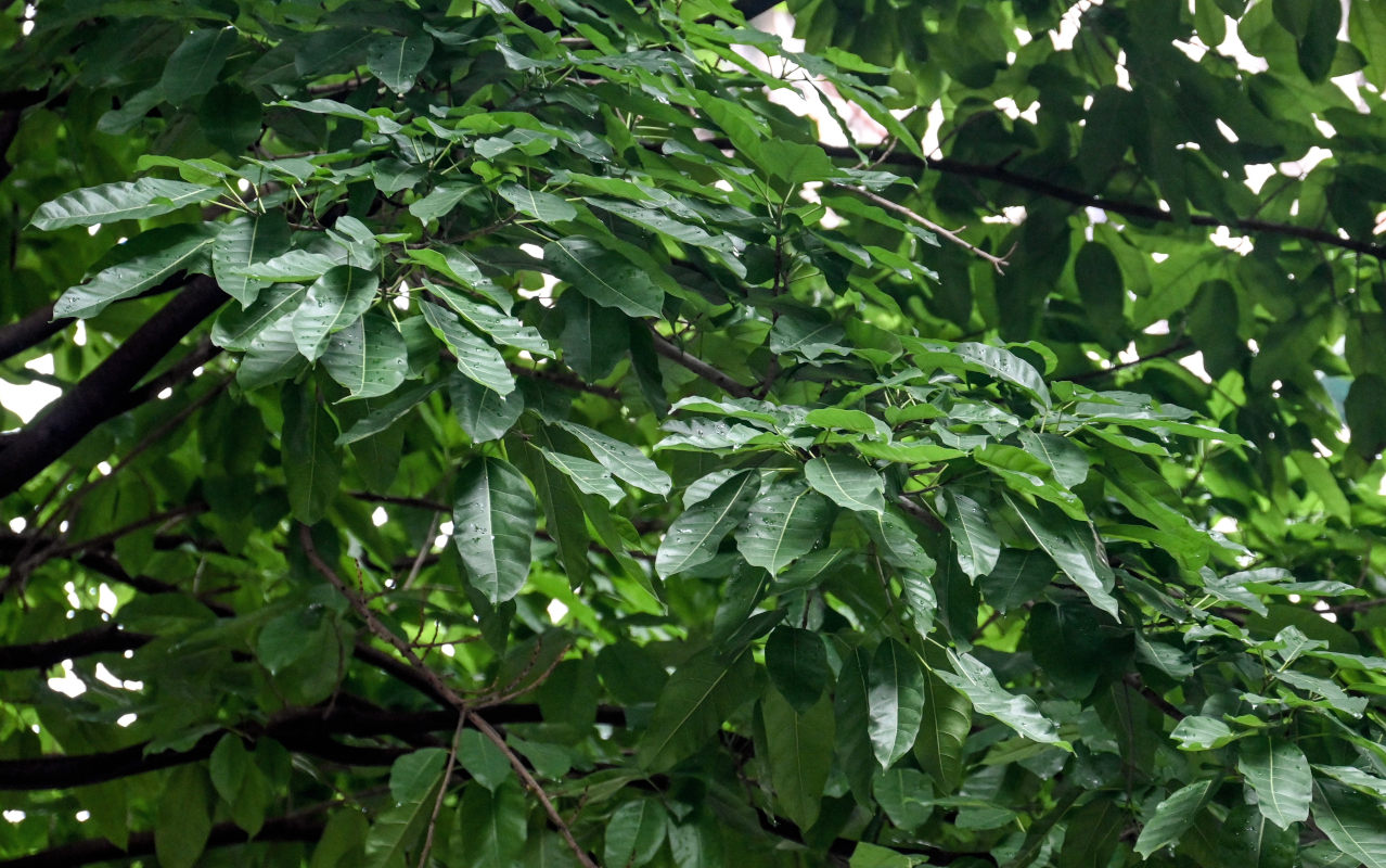 Image of Ficus virens specimen.