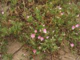 Ononis repens