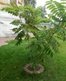 genus Juglans
