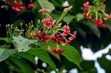 Combretum indicum