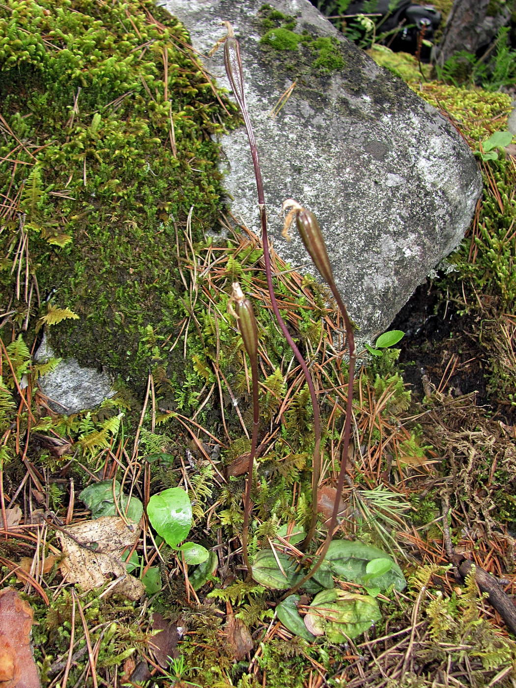 Изображение особи Calypso bulbosa.