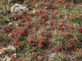 Ephedra dahurica