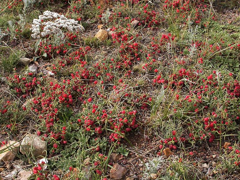 Image of Ephedra dahurica specimen.