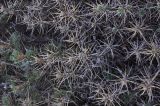 род Astragalus