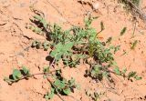 Astragalus megalomerus