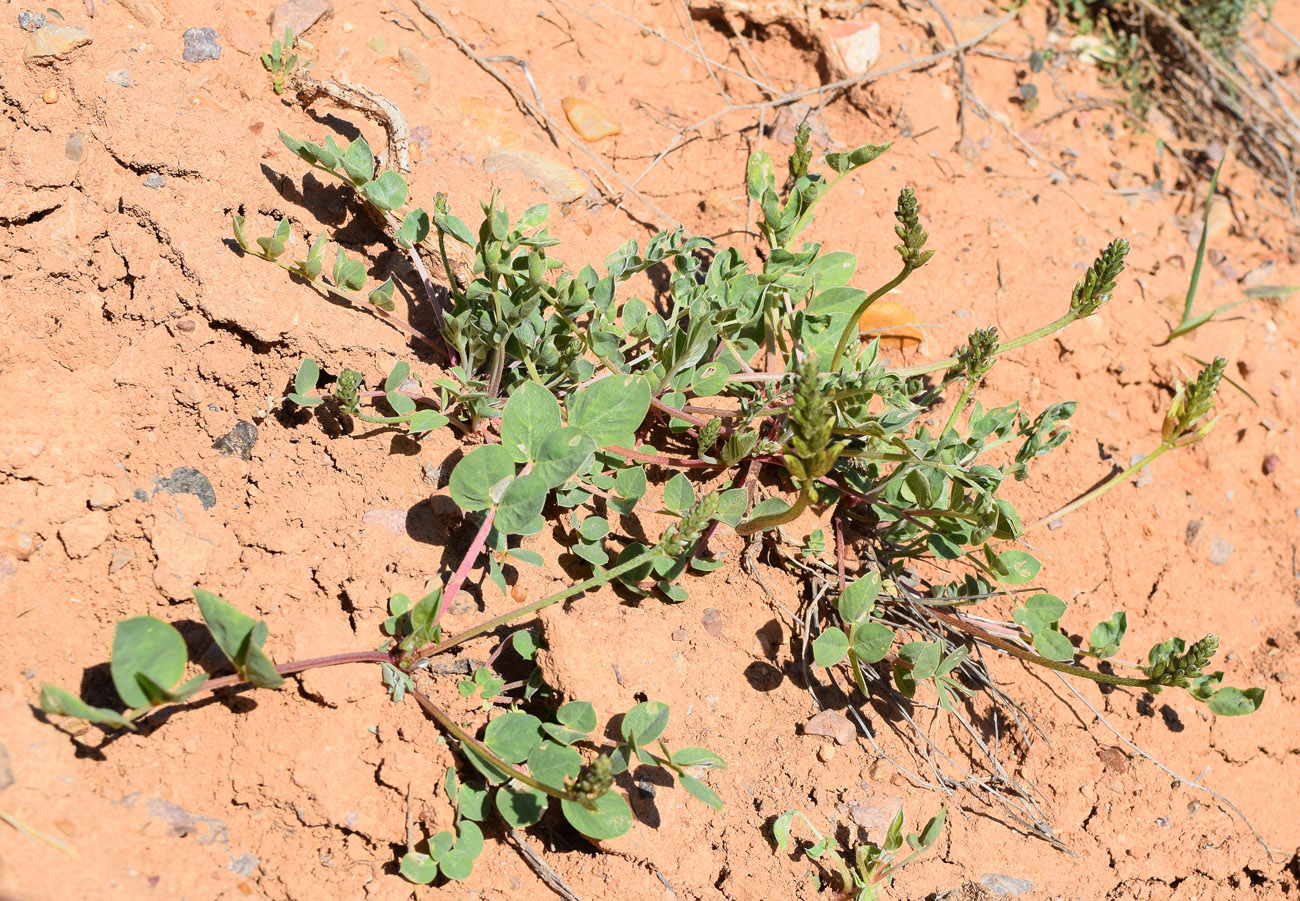 Image of Astragalus megalomerus specimen.
