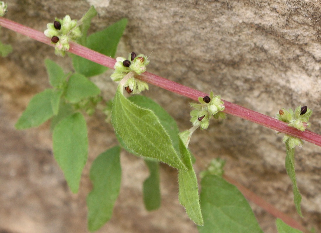 Image of Parietaria lusitanica specimen.