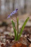 Scilla bifolia