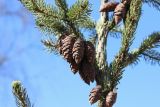 род Picea