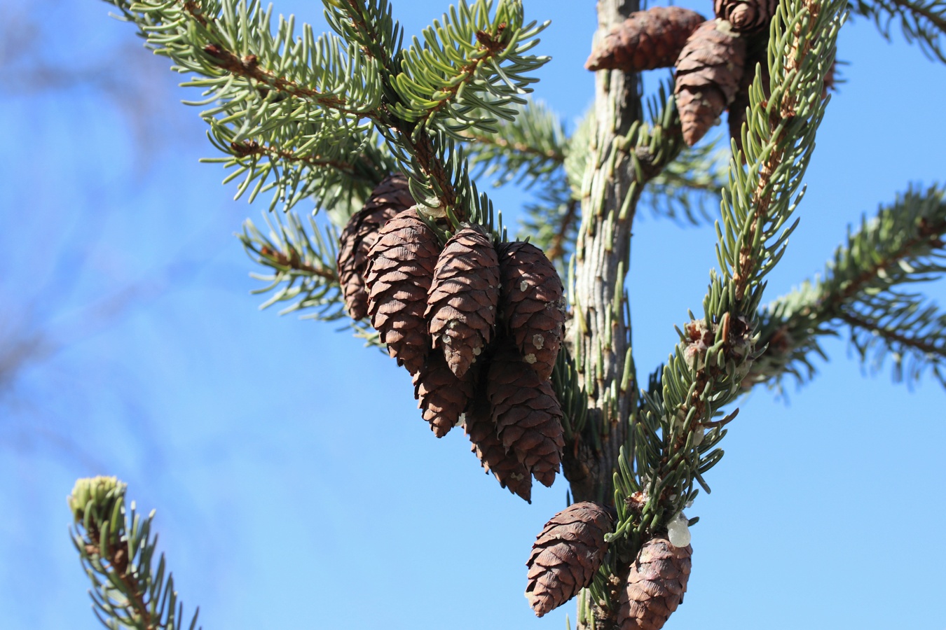 Изображение особи род Picea.