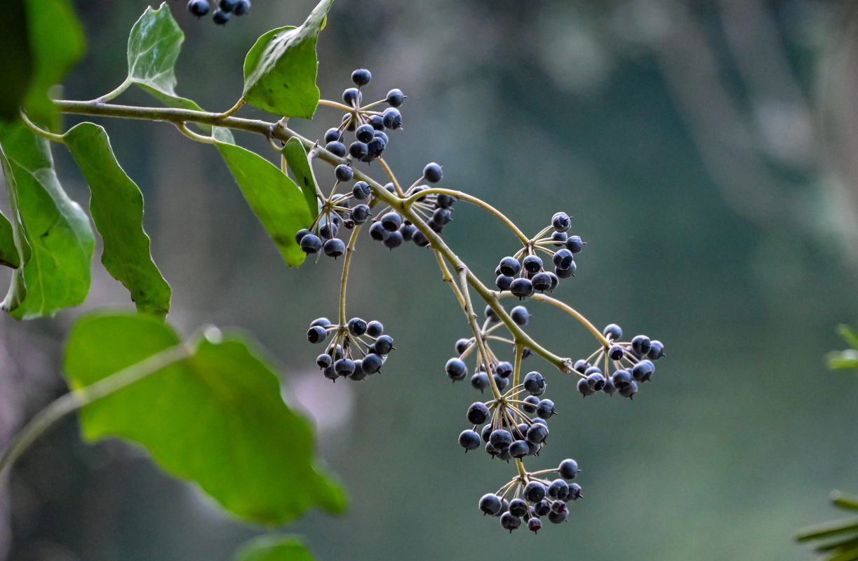 Image of Hedera colchica specimen.