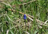 Muscari botryoides. Цветущее растение. Московская обл., Раменский р-н, окр. дер. Хрипань, садовый участок. 10.05.2025.
