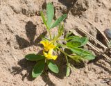 Chamaecytisus ruthenicus