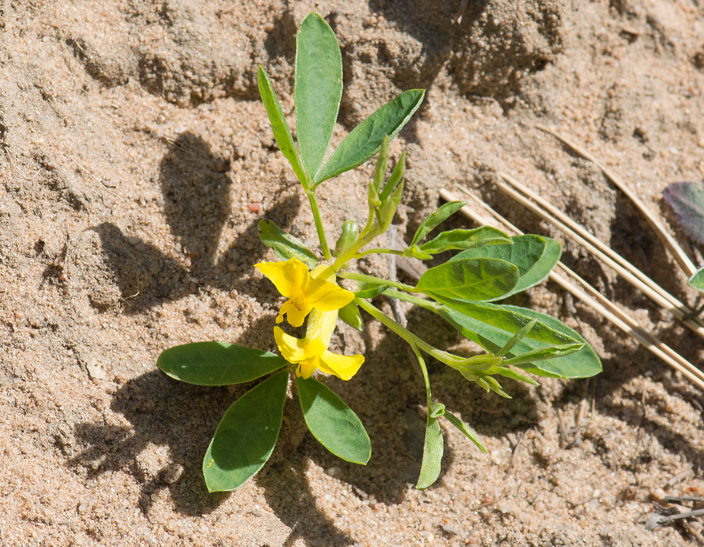 Image of Chamaecytisus ruthenicus specimen.