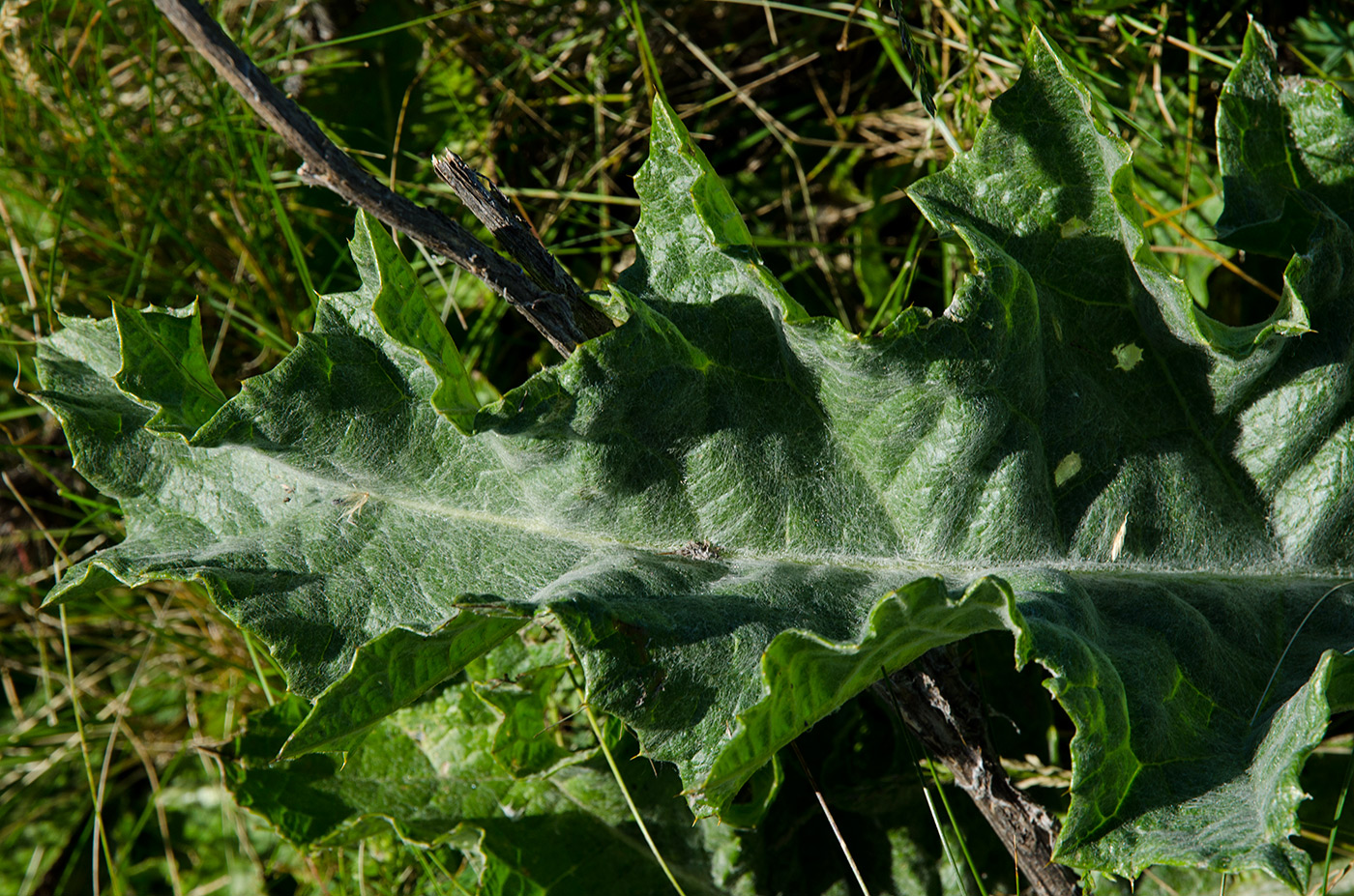 Image of Onopordum acanthium specimen.
