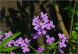 genus Hesperis
