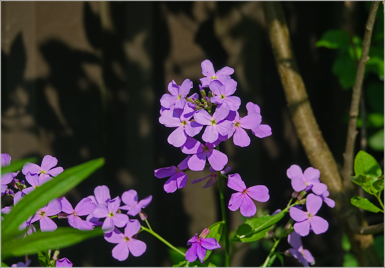 Image of genus Hesperis specimen.