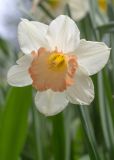 genus Narcissus