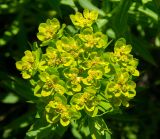 род Euphorbia