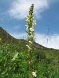 Pedicularis dolichorrhiza. Верхушка цветущего растения. Казахстан, Жамбылская обл., Жуалынский р-н, запов. \"Аксу-Джабаглы\"; Таласский Алатау, ущ. Коксай, ≈ 2200 м н.у.м., мезофильное разнотравье. 1 июня 2025 г.