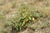 Phlomis regelii. Плодоносящее растение в окружении цветущих Ziziphora pedicellata. Узбекистан, Ташкентская обл., южный склон Чаткальского хр., басс. р. Ахангаран, ущ. р. Джакиндек, глинистый склон. 17.07.2021.