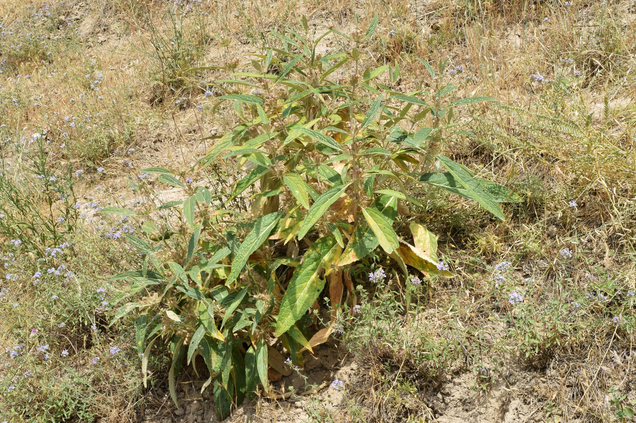 Image of Phlomis regelii specimen.
