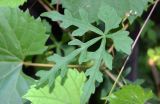 Ampelopsis aconitifolia. Лист. Узбекистан, г. Ташкент, Ботанический сад им. Ф.Н. Русанова, в культуре. 04.08.2025.